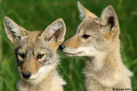 Wolf Cubs