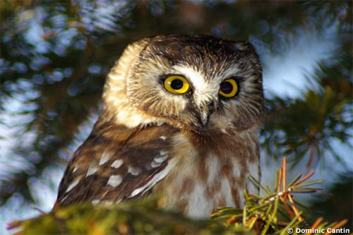 Owl