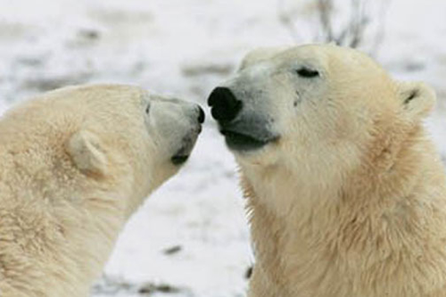 Polar Bear Kiss