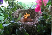 Two hungry baby robins in a nest