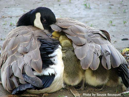 Canada Goose covering her goslings with her wing
