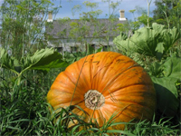 halloween ecard pumpkin 200w