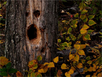 halloween ecard screaming tree 200w