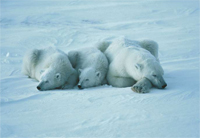 christmas ecards 2009 polar bear 200w