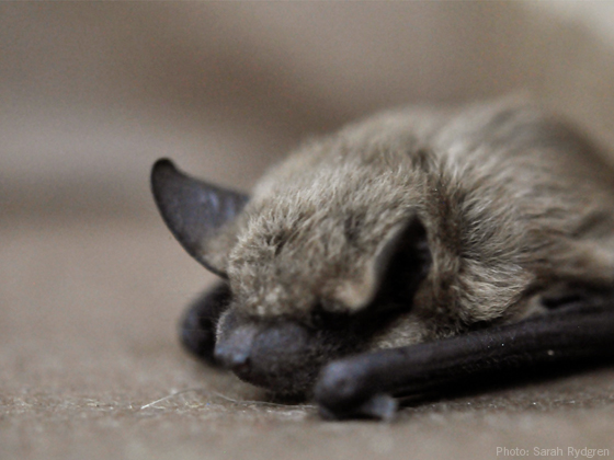 bats