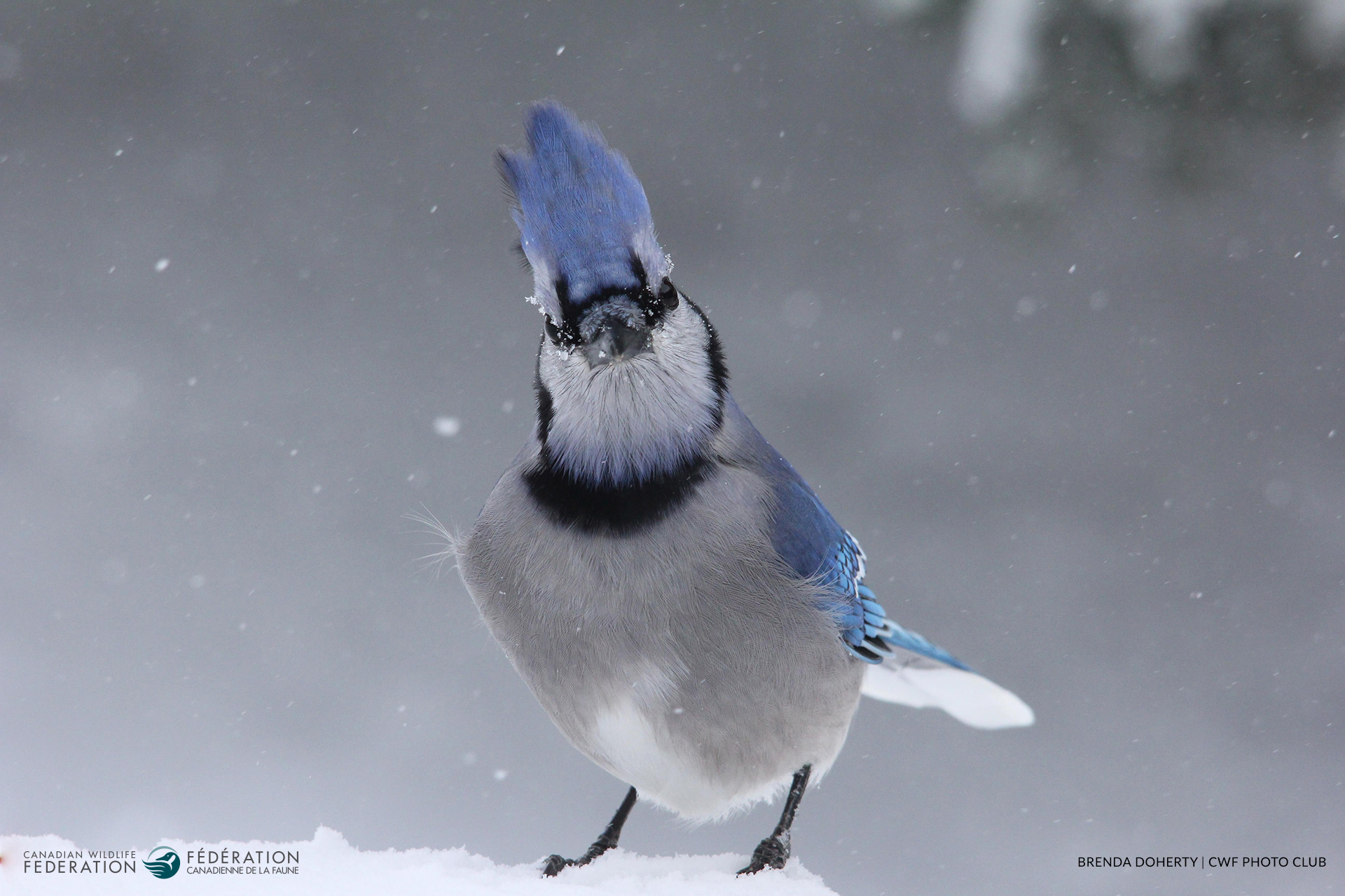 Bonnes sorties en nature pendant les Ftes!