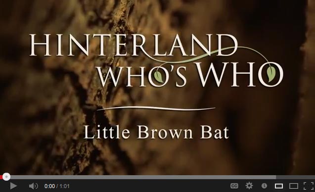 Little brown bat video