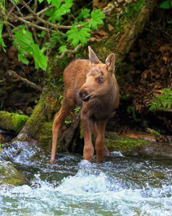 Moose calf at water's edge