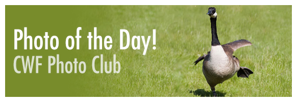 CWF Photo Club