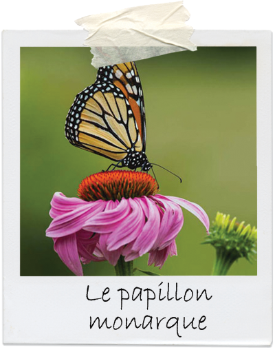 papillon monarque sur fleur rose