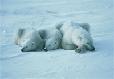 Christmas Ecard - polar bear