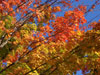 photo club oct 09 fall