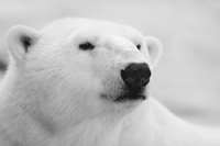 copenhagen email polar bear 200