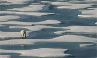 copenhagen email polar bear jumping 200